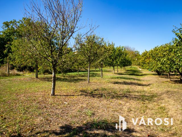 Nyaraló telkek Mohács-Szőlőhegyen